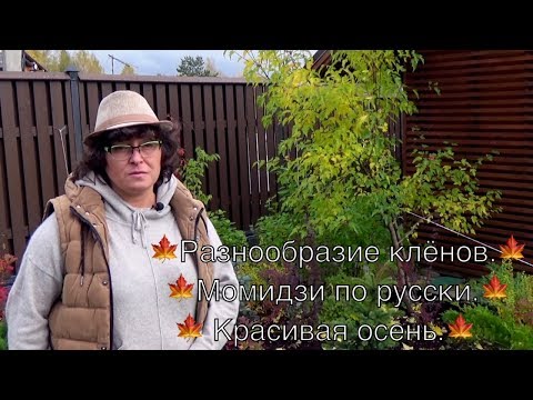 Разнообразие клёнов.🍁 Момидзи по русски.🍁 Красивая осень.🍁