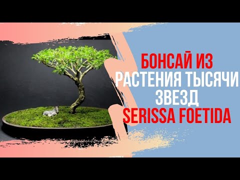 Как вырастить маленький БОНСАЙ? Советы по уходу за бонсай из Serissa foetida