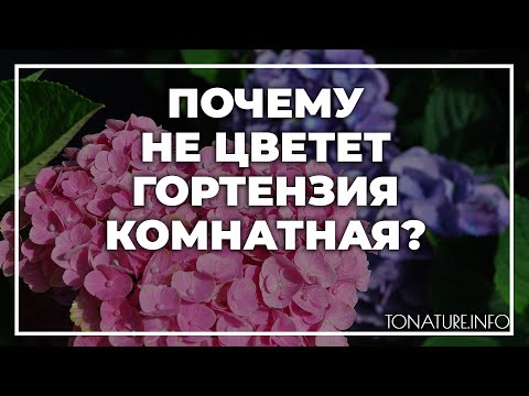 Почему не цветет гортензия комнатная? | toNature.Info
