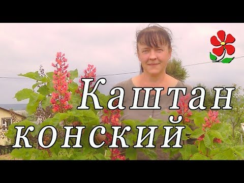 Каштан конский Павия (красные цветы) и другие!