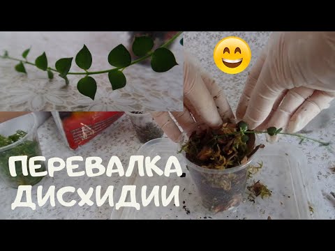 Как растет моя дисхидия (Dischidia), перевалка в кору и мох после укоренения черенка в стаканчике