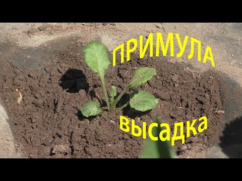 ПРИМУЛА ВЫСАДКА в огород, 12 мая 2016г.