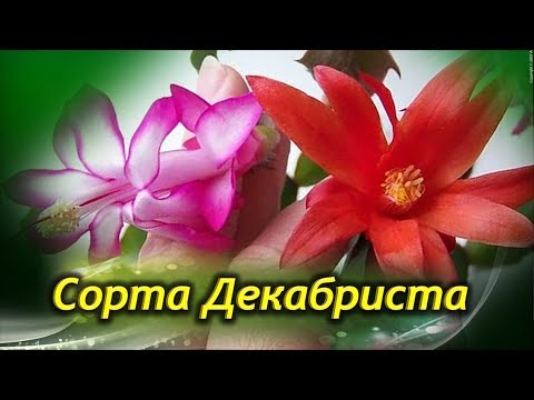 Разновидности Шлюмбергеры. Виды и сорта декабриста с описанием и фото!