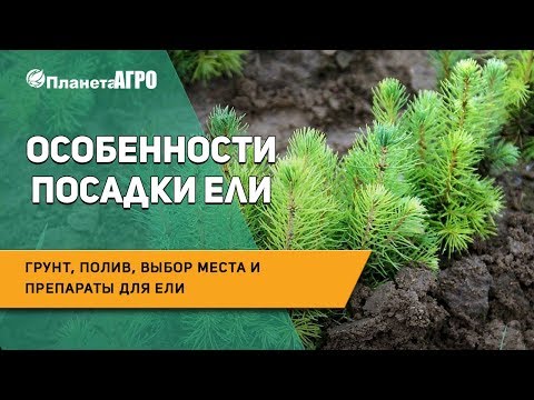 🌲 Особенности посадки ели: грунт, полив, выбор места и препараты для ели 🌿 Планета Агро