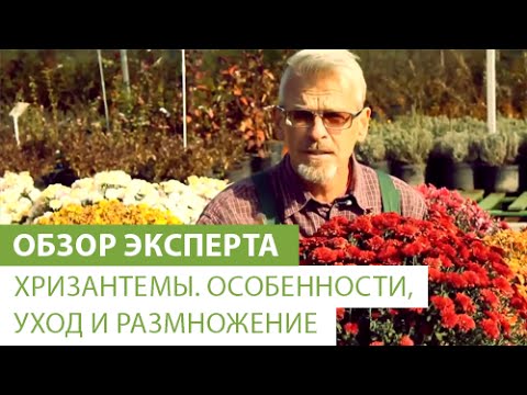 Хризантемы. Особенности, уход и размножение