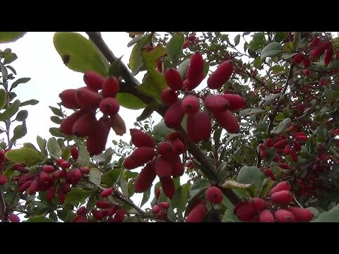 Барбарис обыкновенный. Common barberry.