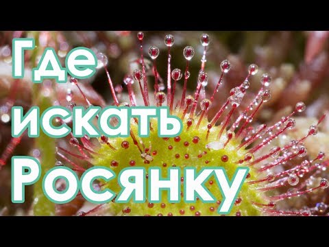 Где искать росянку