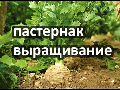 Пастернак - вырастить пастернак из семян