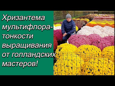 Хризантема мультифлора- сколько штук посадить в горшок для пышного цветения.