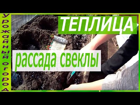 ПОСАДКА РАССАДЫ СВЕКЛЫ,ВЫРАЩЕННОЙ БЕЗ ЗЕМЛИ!!