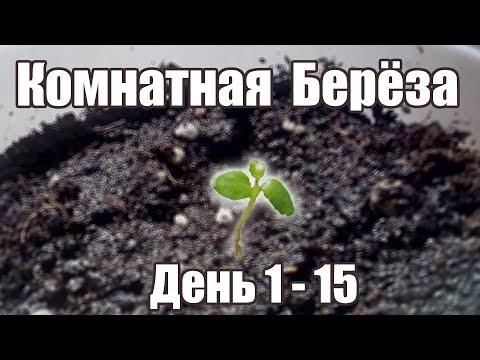 Вырастить берёзу! День 1-15