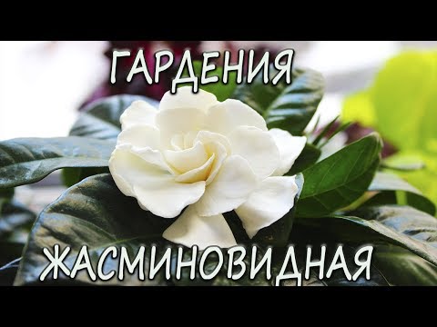 Гардения жасминовидная. Обзор. [Надежда и Мир]