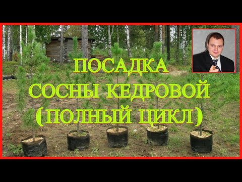 #Кедр 👉Сосна кедровая🌲 Как вырастить Кедр🌲 Полный цикл от А до Я🌲 Стратификация, посадка и уход.