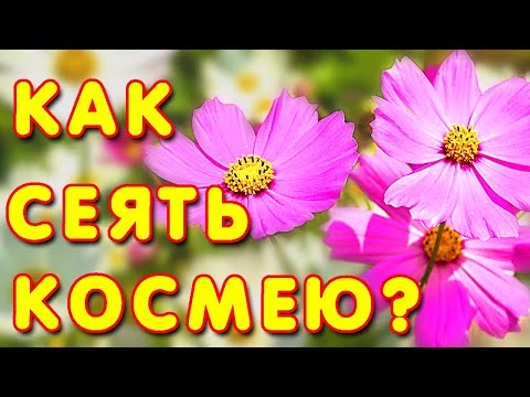 Космея однолетники. Космея из семян. Посев космеи. Выращивание космеи #1