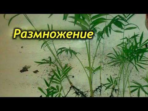 Хамедорея – как ее размножать в домашних условиях. Способы размножения.