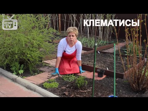 Клематис : Уход и выращивание вьющихся растений на даче