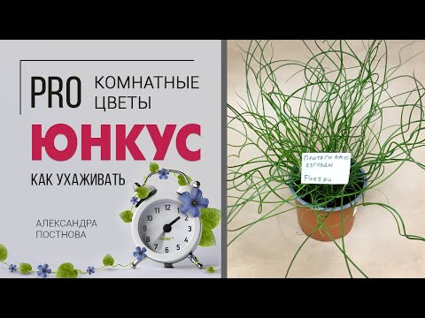 Ситник, Джункус или Юнкус - кто же этот комнатный цветок на самом деле? Растение не для всех.