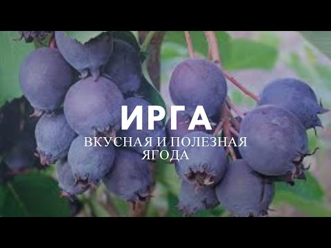 Ирга – полезные свойства чудо-ягоды.