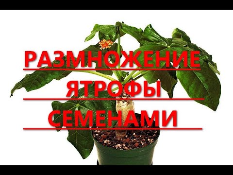 Размножение Ятрофы семенами