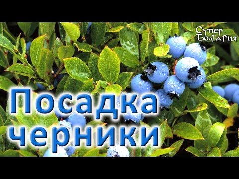 Как правильно посадить чернику. Природное земледелие