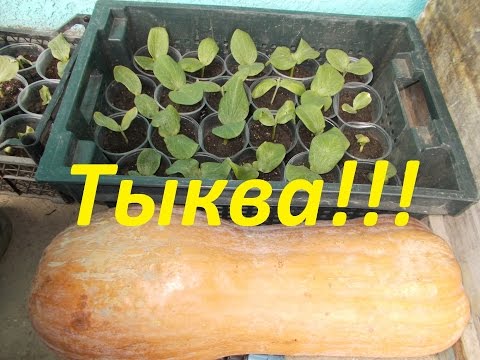 Как посадить тыкву??? Простой, но очень эффективный метод для получения урожая!!!