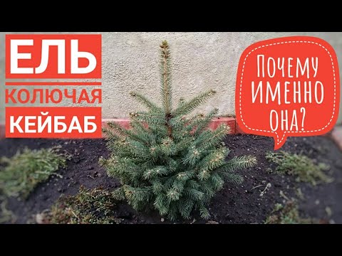 ЕЛЬ КЕЙБАБ / Kaibab / Украшаем двор маленькой ёлкой