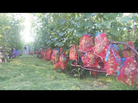 Виноград 2017( часть первая) Максим Мойсеенко.