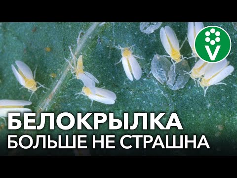 ПРОЩАЙ, БЕЛОКРЫЛКА! Избавляемся от белокрылки в теплице осенью проверенными средствами