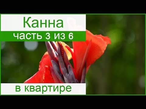 🌷 Канна в домашних условиях