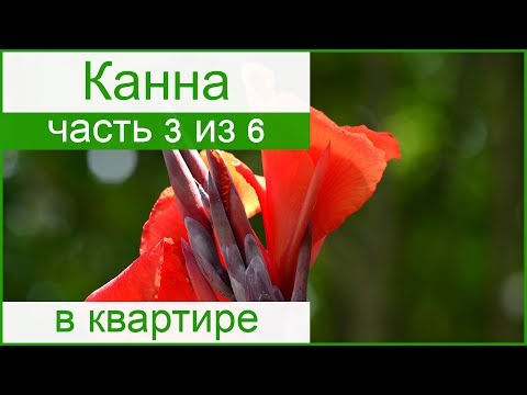 🌷 Канна в домашних условиях