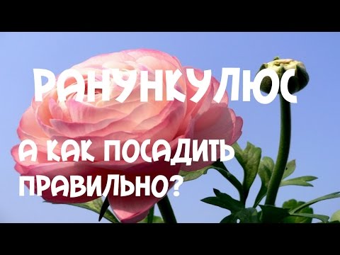 Ранункулюс. Особенности выращивания ранункулюса.