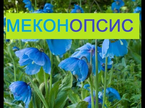 Голубое чудо из Гималаев! Меконопсис (Meconopsis) цветение в саду.Голубой гималайский мак видео