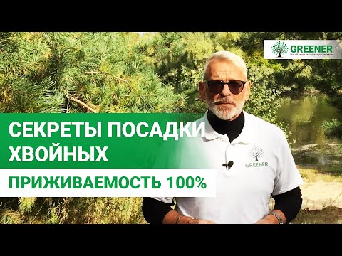 НЕ САЖАЙТЕ ХВОЙНЫЕ, ПОКА НЕ ПОСМОТРИТЕ ЭТО ВИДЕО! Правила которые нужно знать КАЖДОМУ!