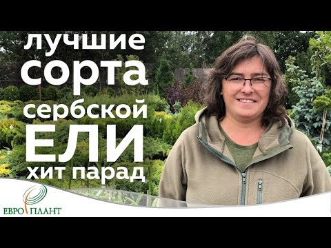 Ель сербская. Топ 5.