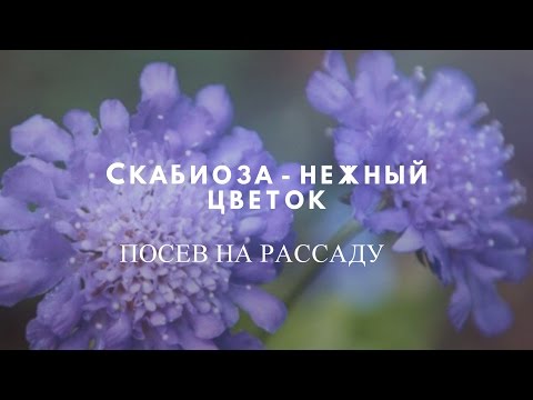 Скабиоза - нежный цветок , замечательное украшение участка.