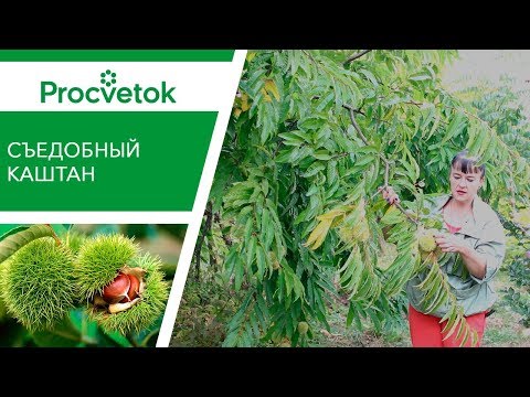 КАШТАН СЪЕДОБНЫЙ - вкусная экзотика в саду! Вырастет и у вас!