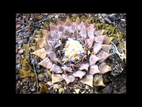 Ариокарпус притупленный - кактус из рода Ариокарпус (Ariocarpus retusus)