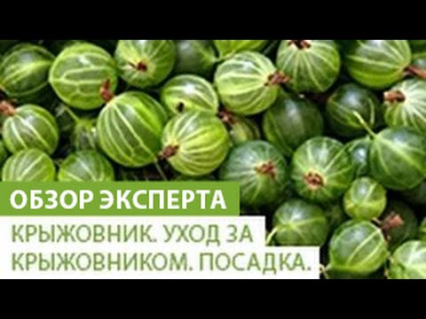 Крыжовник. Уход за крыжовником. Посадка крыжовника