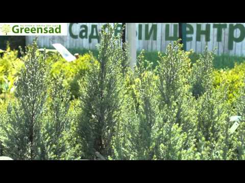 Кипарисовик лавсона &quot;Blue Surprise&quot;- видео-обзор от Greensad