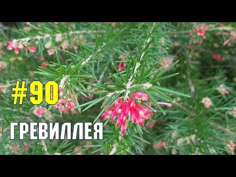 Гревиллея | Жизнь в Адлере