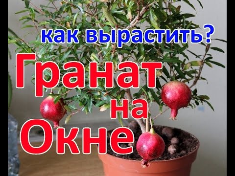 КАК ВЫРАСТИТЬ ГРАНАТ НА ОКНЕ