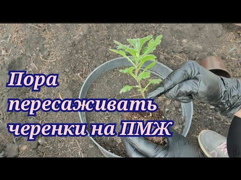 Хризантема мультифлора. Высадка черенка в кашпо и грунт. Уход за хризантемой после пересадки!!!