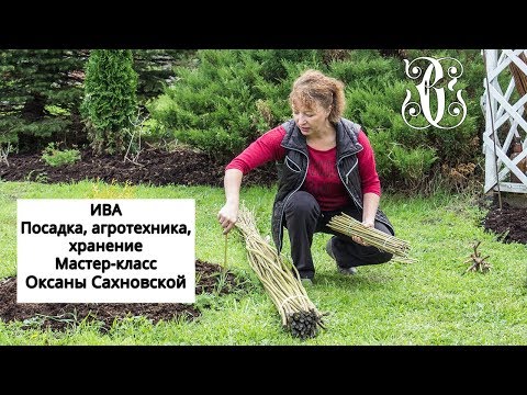 Ива. Посадка, агротехника, хранение. Мастер-класс Оксаны Сахновской