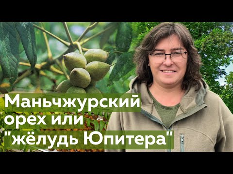 Орех Маньчжурский или &quot;жёлудь Юпитера&quot;