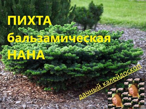 БАЛЬЗАМИЧЕСКАЯ ПИХТА &quot;НАНА&quot; СОДЕРЖАНИЕ, УХОД, ПОСАДКА.