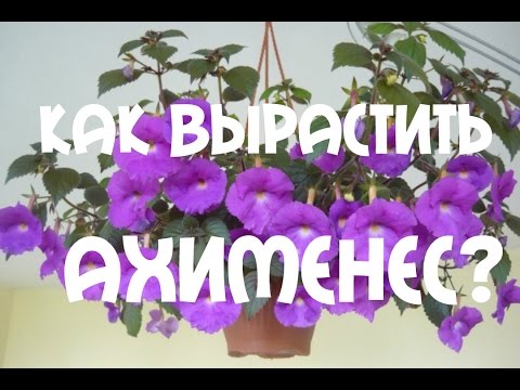 АХИМЕНЕС. СЕКРЕТЫ УХОДА