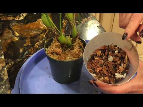 Орхидея максиллария. MAXILLARIA tenuifolia. Пересадка. Немного об уходе. Орхидея в воде.