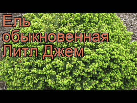 Ель обыкновенная Литл Джем (picea abies little gem) 🌿 обзор: как сажать, саженцы ели Литл Джем