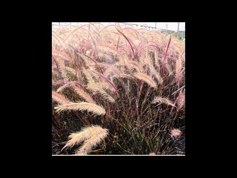 ПЕННИСЕТУМ (PENNISETUM) сем. Злаки