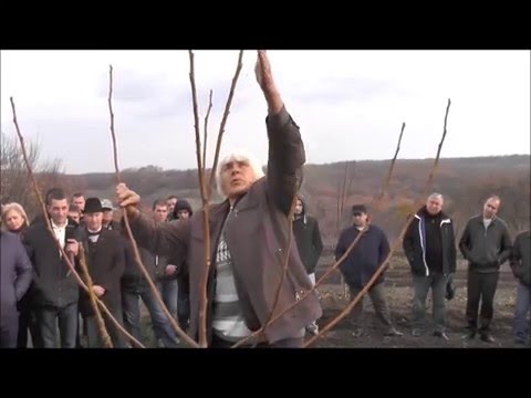 Формирование короны ореха по методу КИКТЕНКО